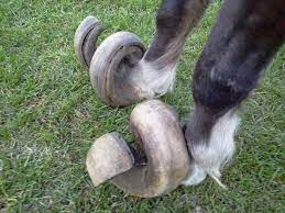 untrimmed hoof